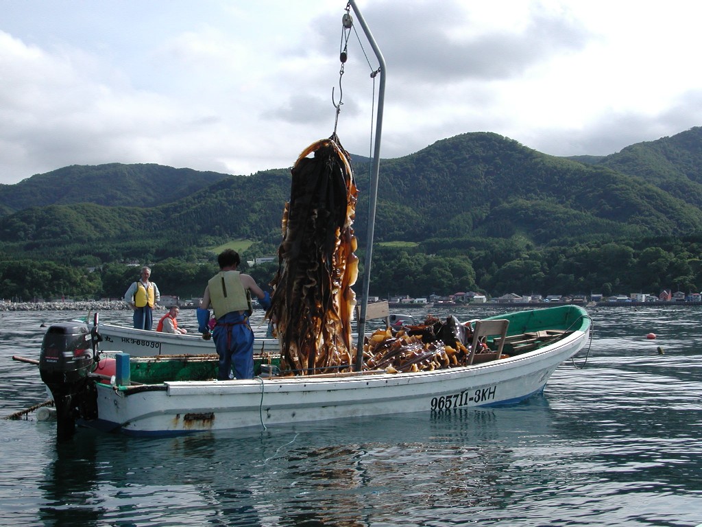 水揚げ状況（臼尻）